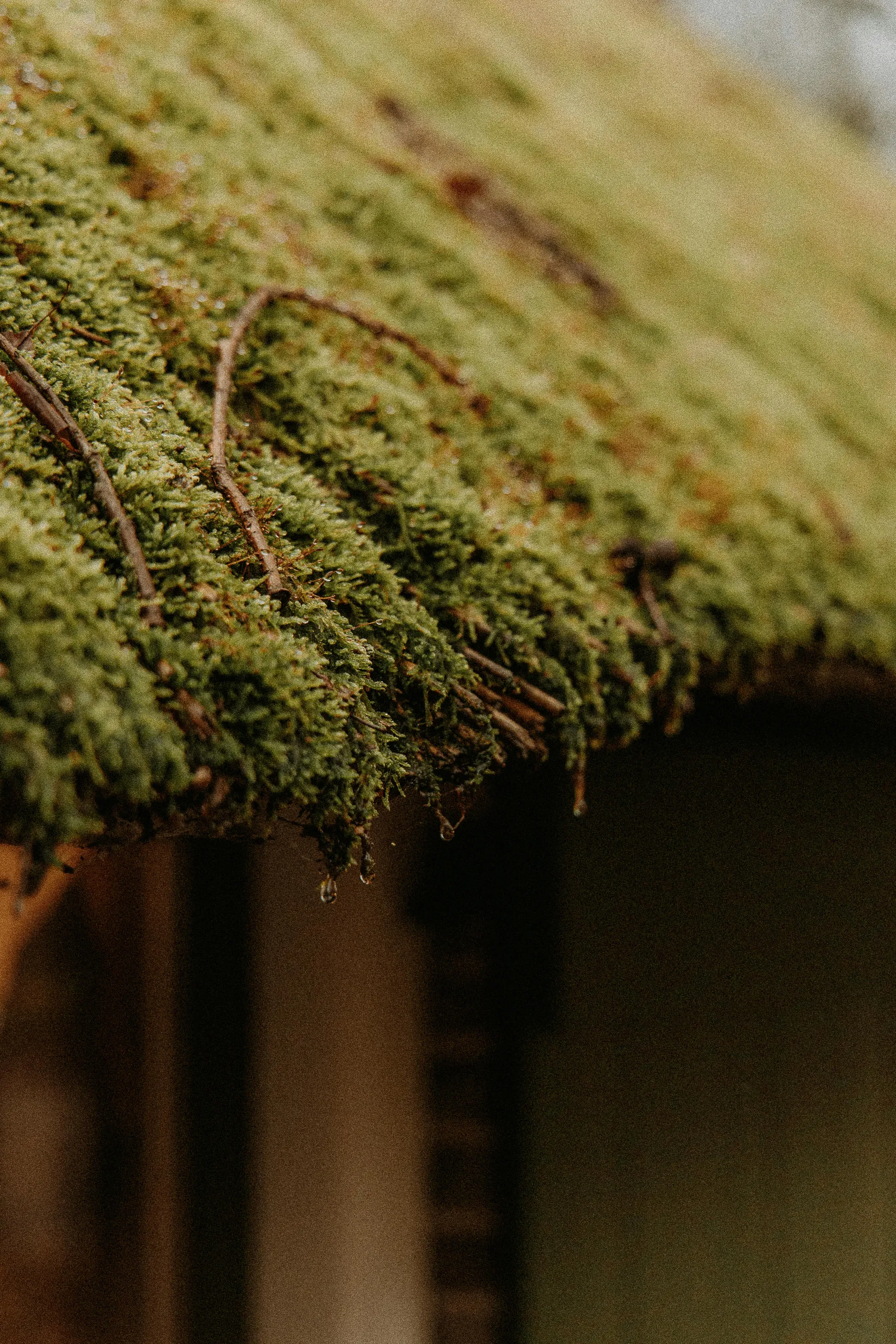 pexels witheline 30506014