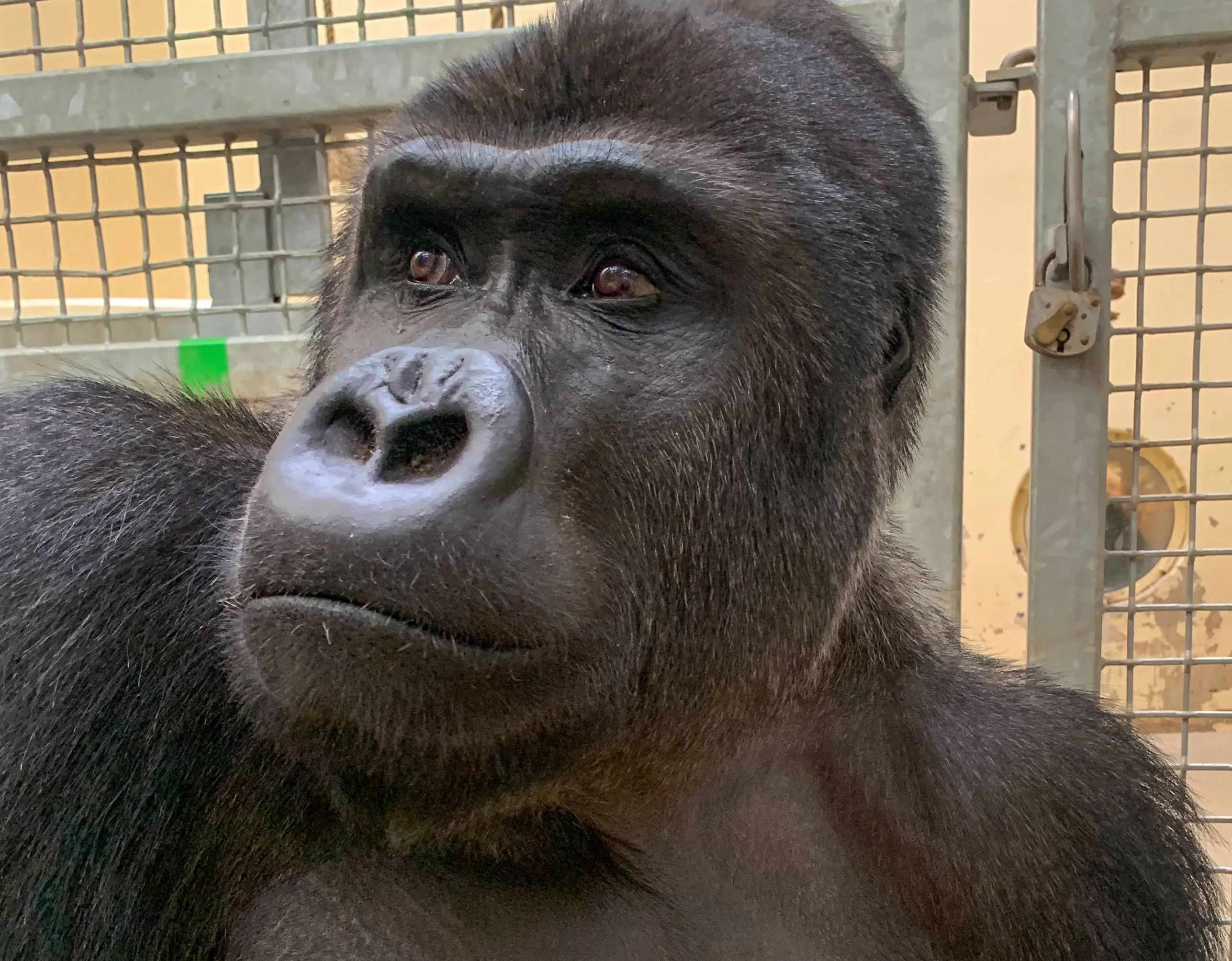 gorilla mannetje uit warschau burgers zojpg