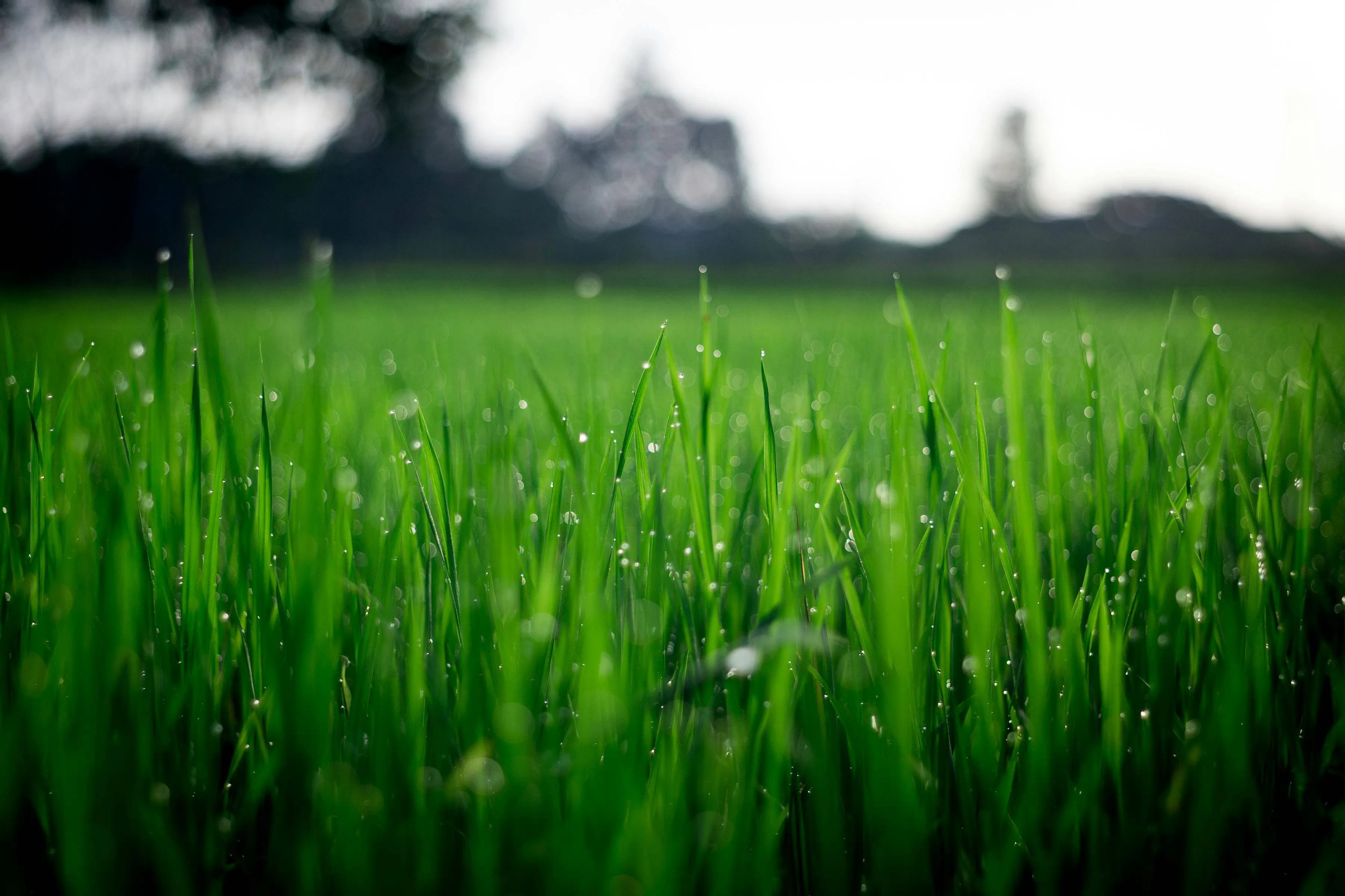 gras pixabayjpg