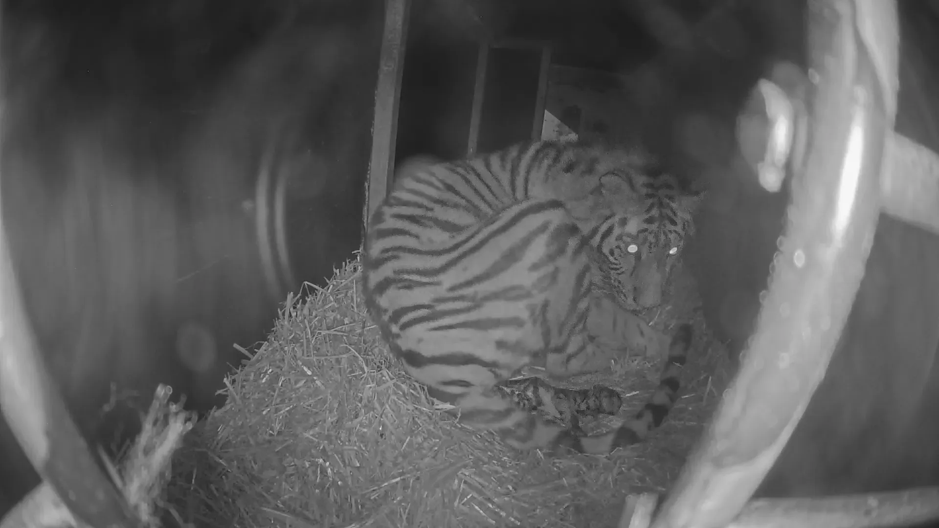 kraamhol amoertijgers ouwehands dierenpark geboorte eerste jong