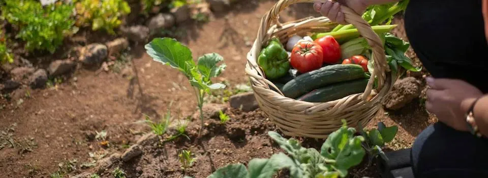 moestuinjpg