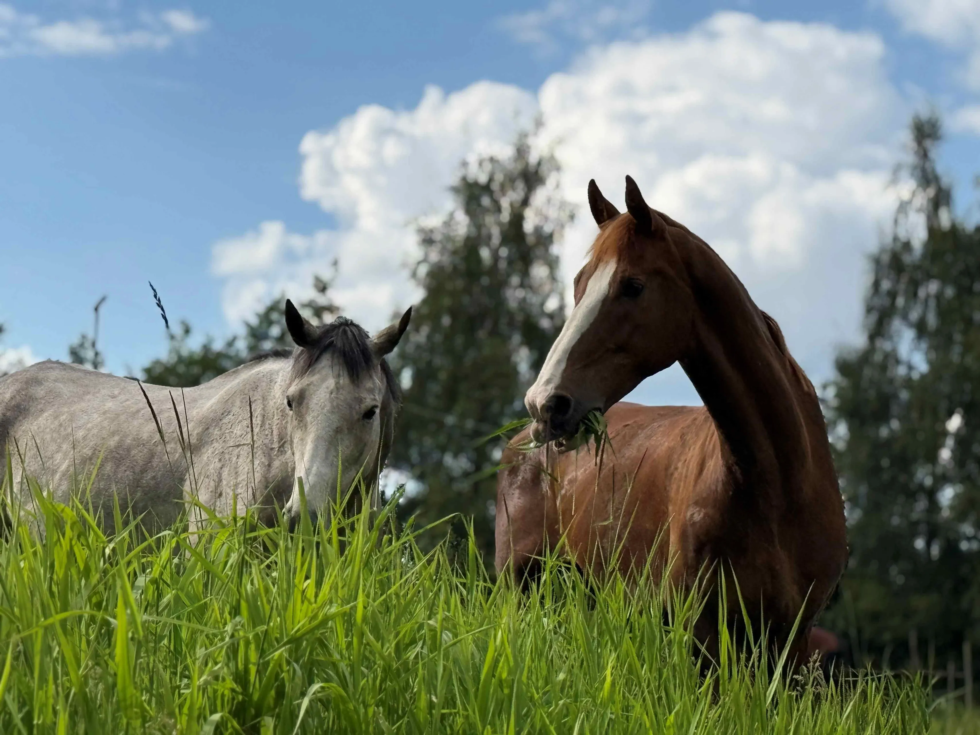 paarden-in-hoog-gras