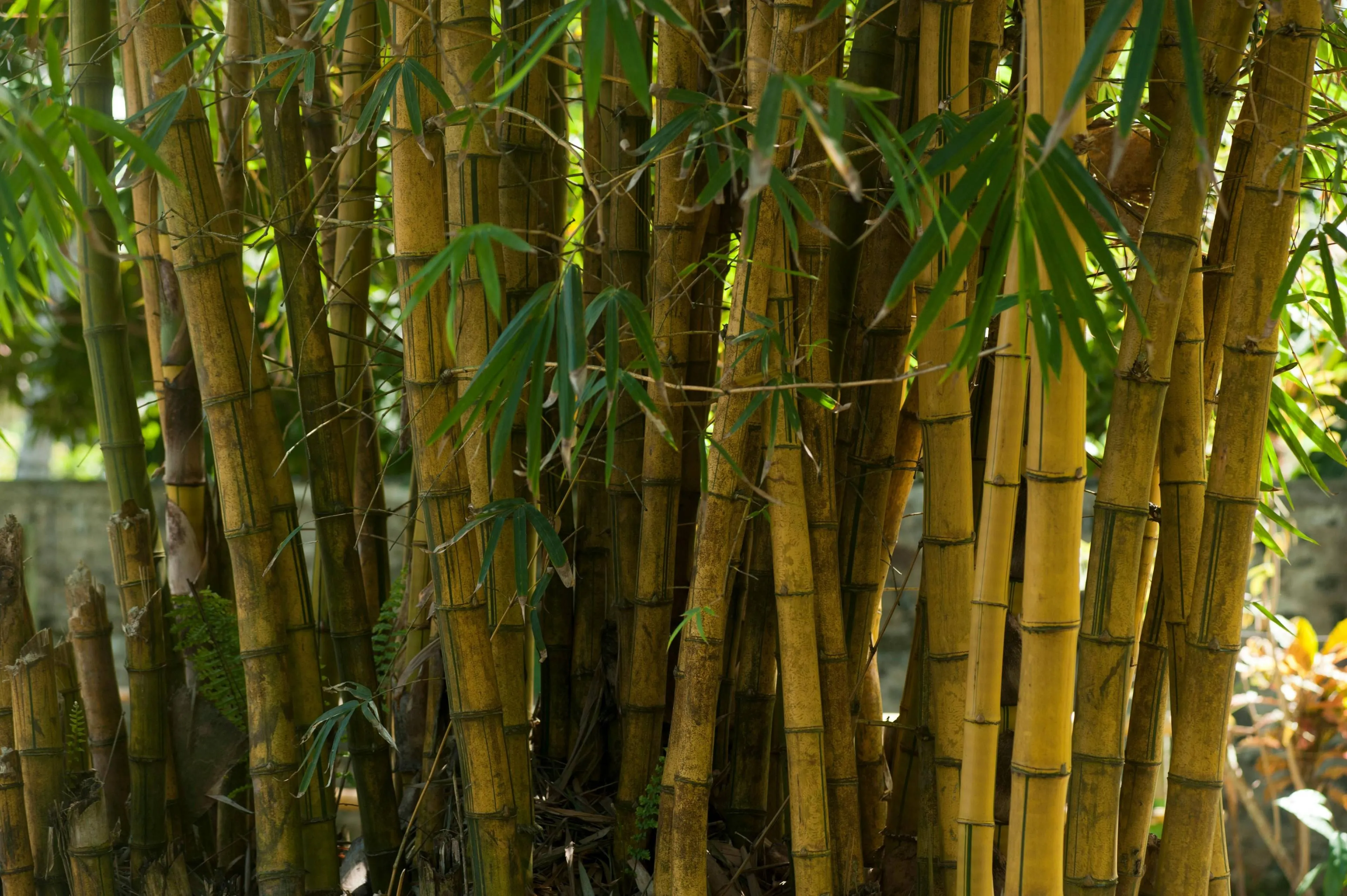 Bamboe pexels-freestockpro-320029