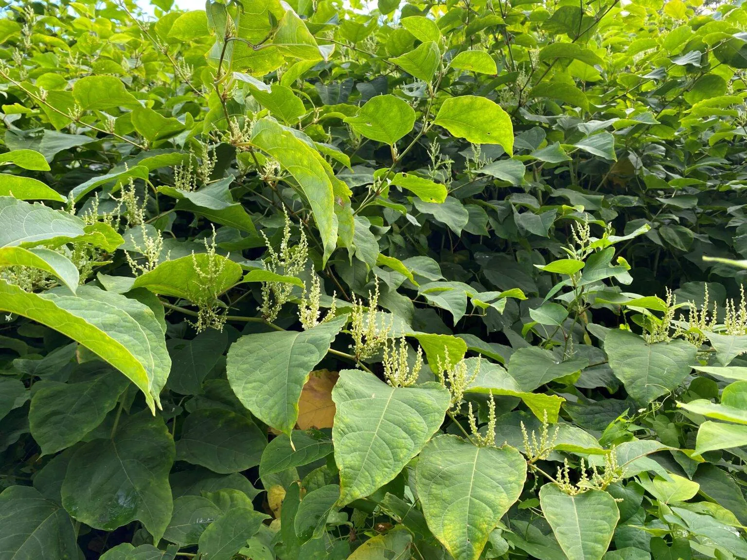 jdk-renkum-foto-liggend-woekerende planten2