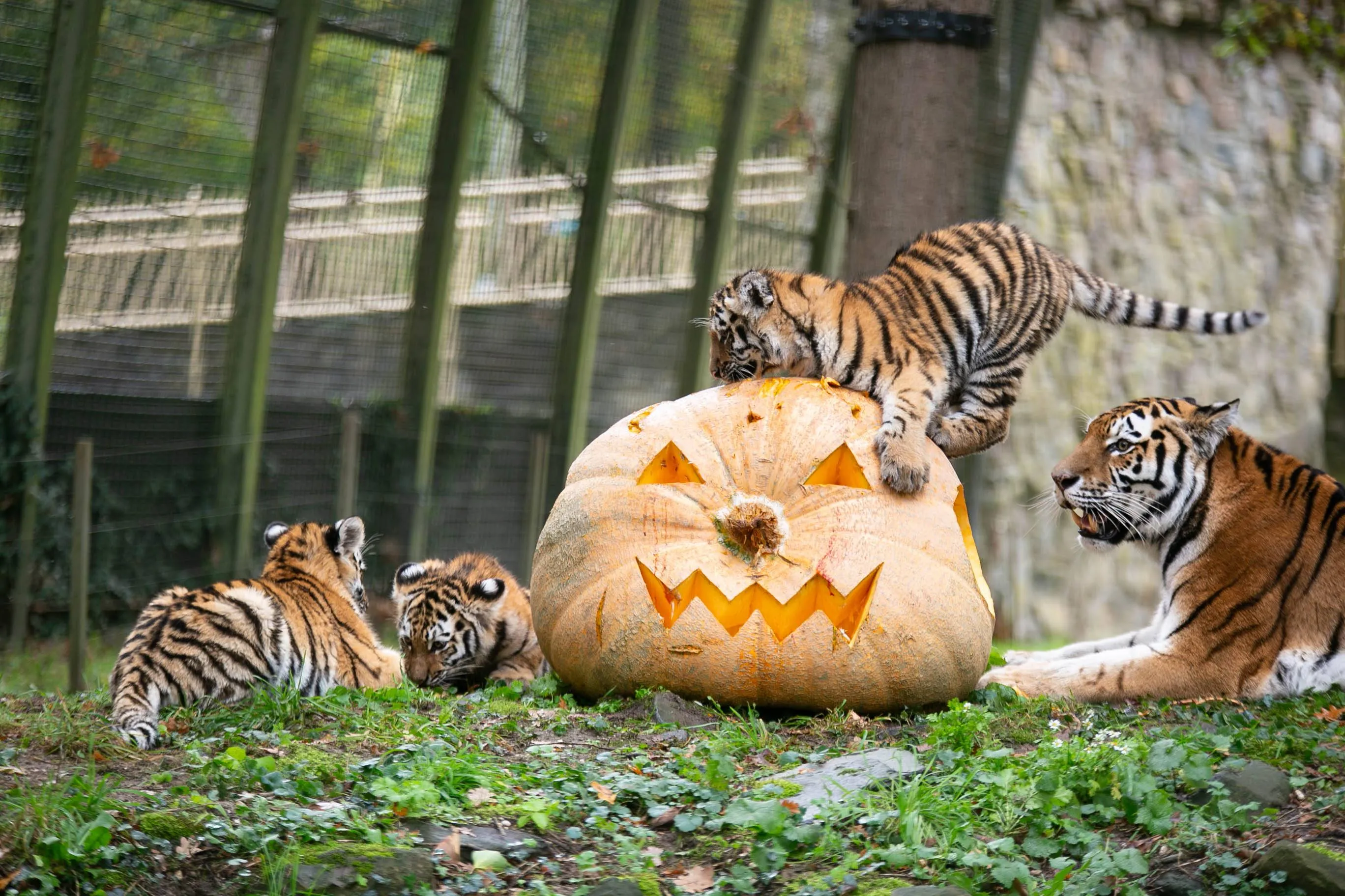 Tijgerjongen met pompoen_Ouwehands Dierenpark-3