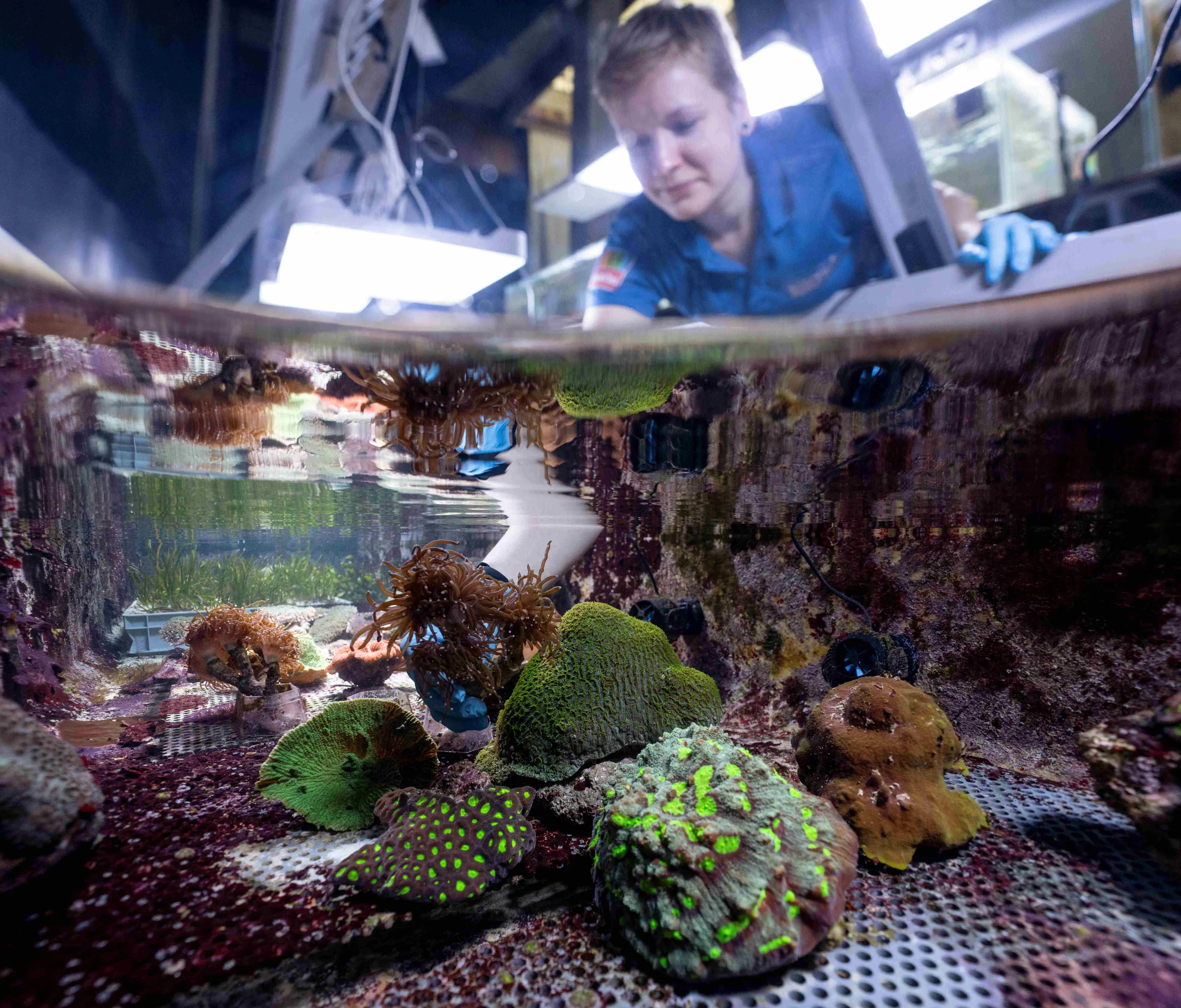 Dierverzorgster-Robbin-met-koralen-2