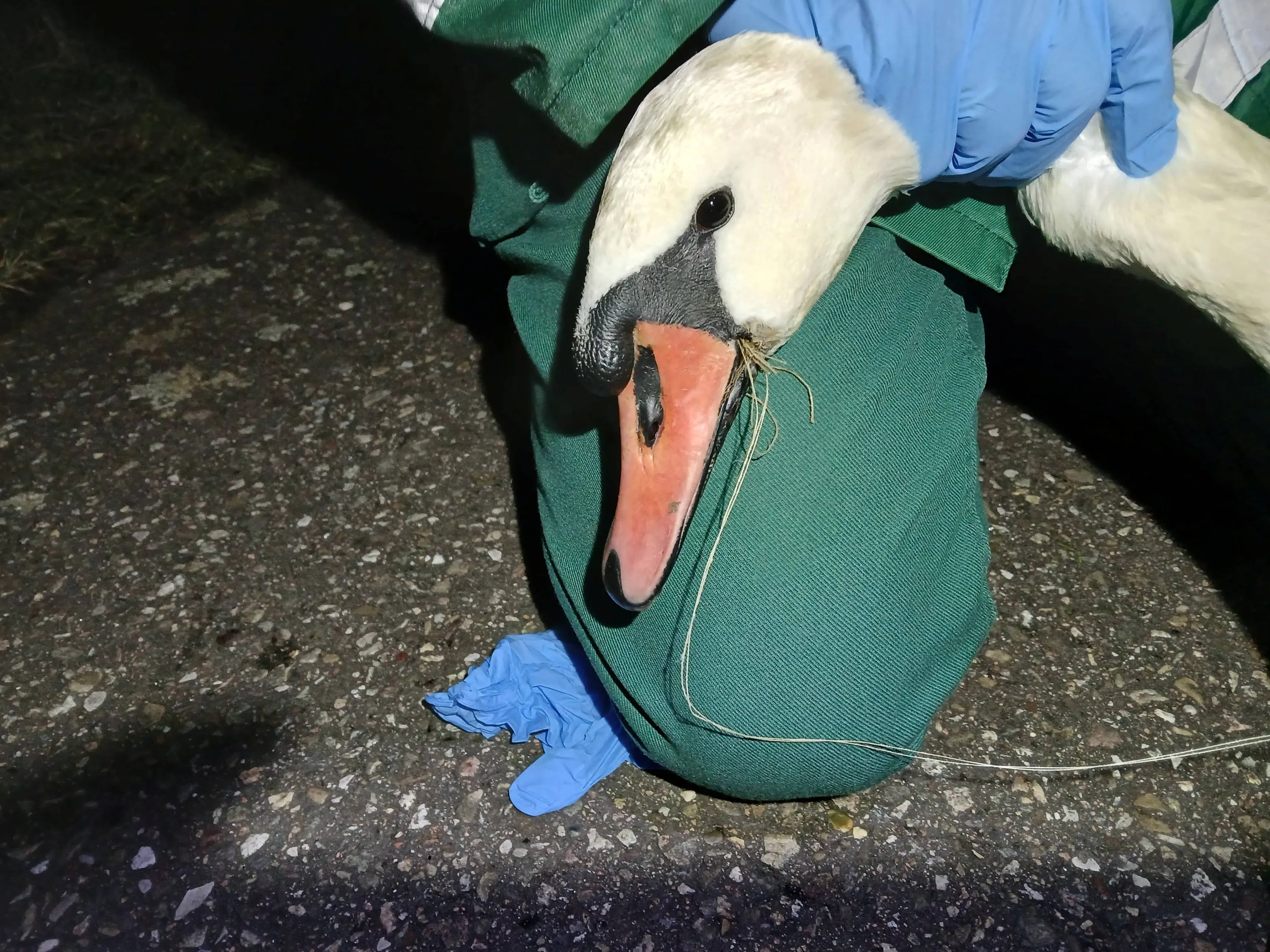 Partij voor de Dieren