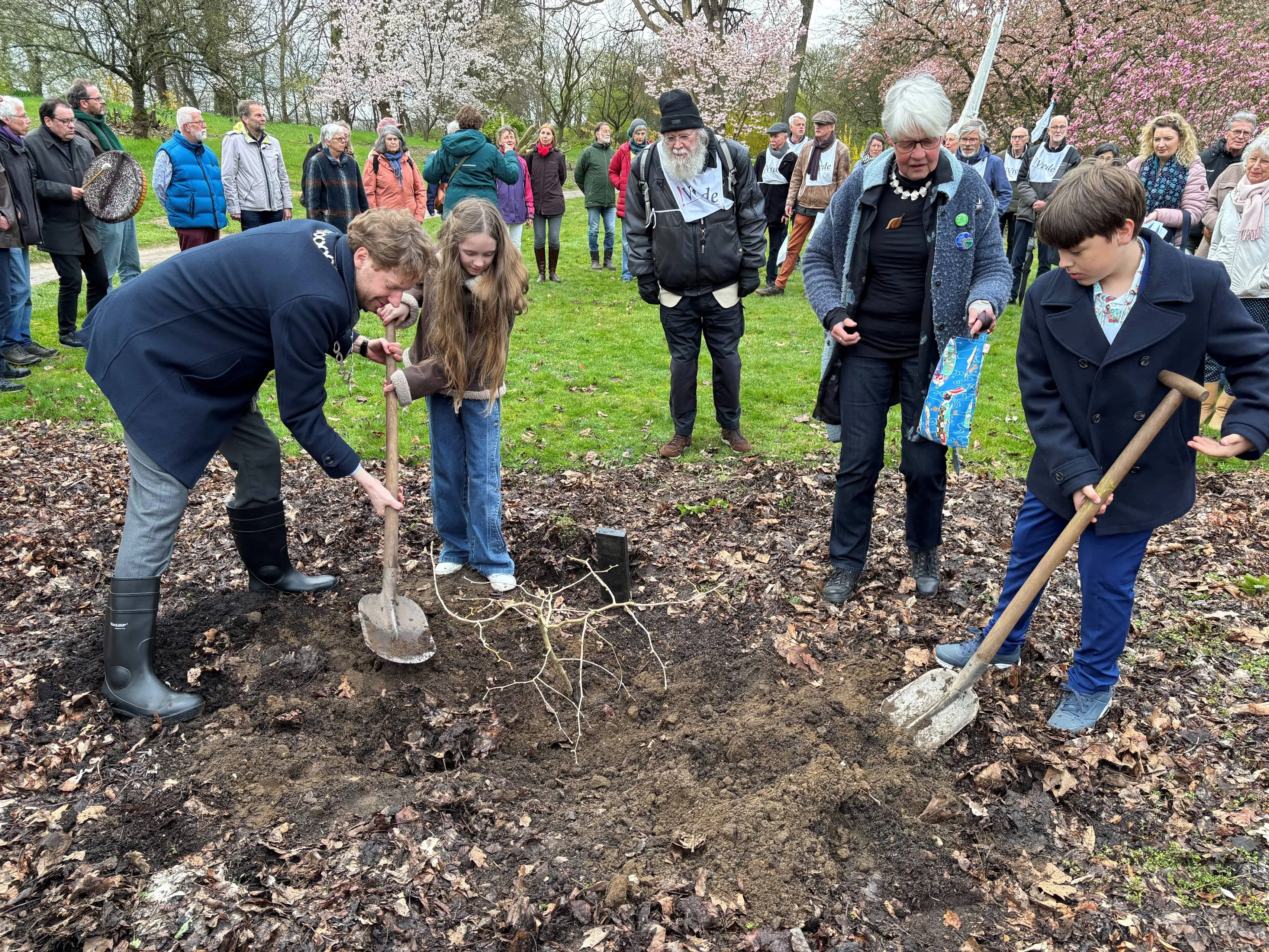 Planten vredesboom Arboretum gem. wageningen