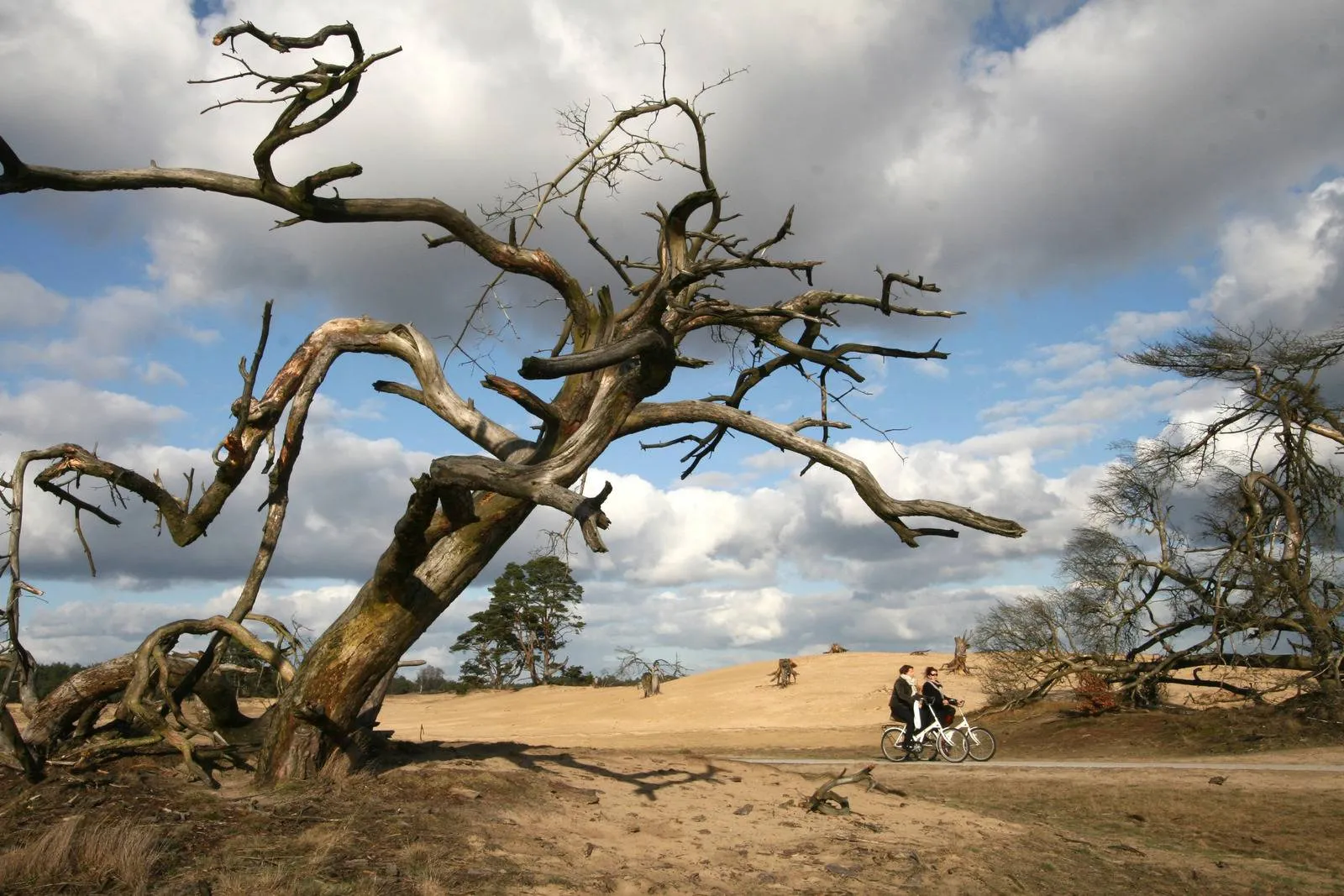 FietsenHoge veluwe_Robbert_Maas_015