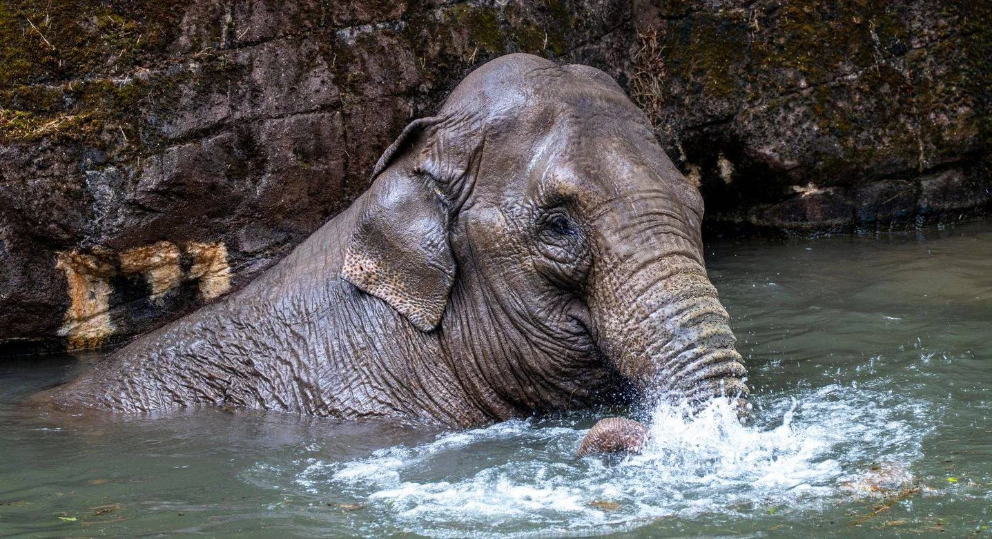 olifant in het water