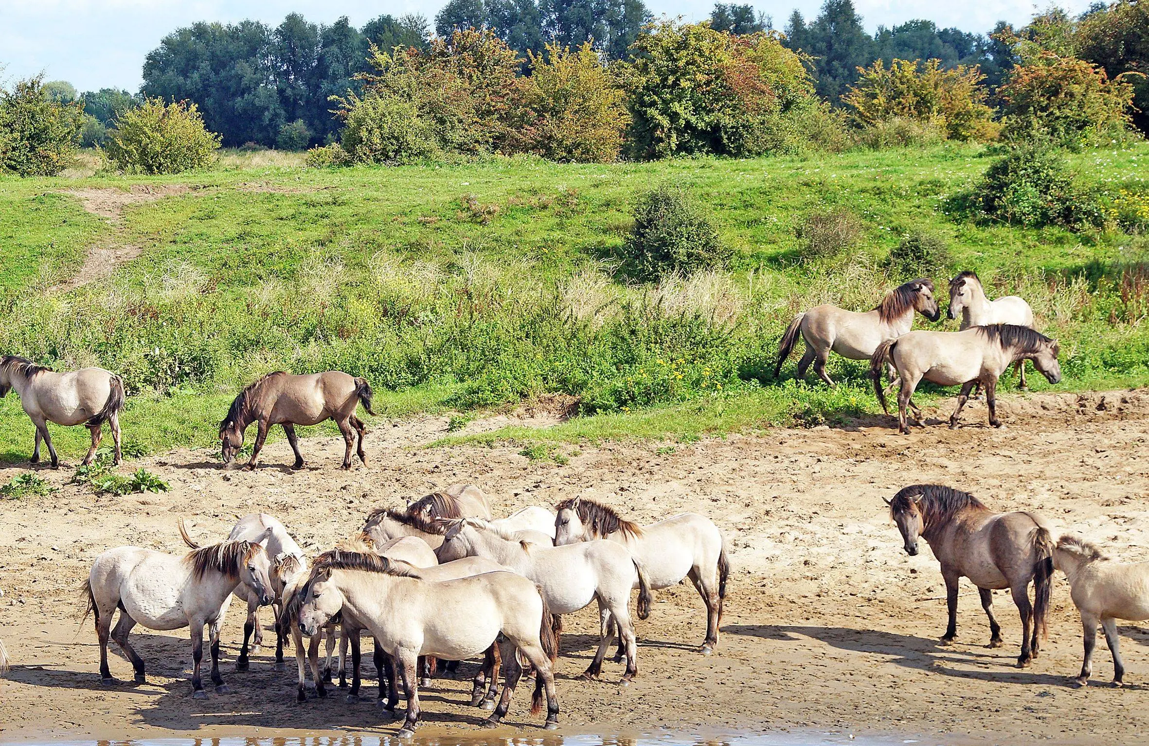 Blauwe Kamer paarden 02092017-3