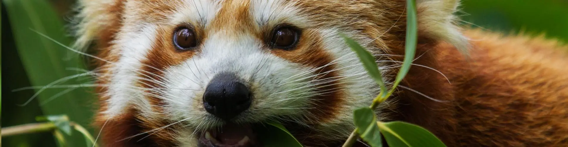 dieren-rode-panda-1