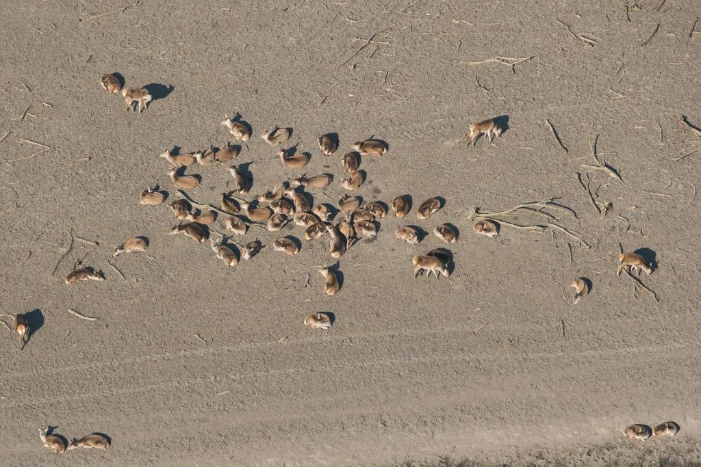 3000 grazers dood in oostvaardersplassen1522919048