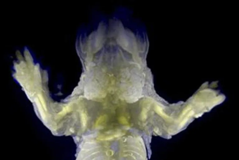 afp japan scientists make see through mice 1