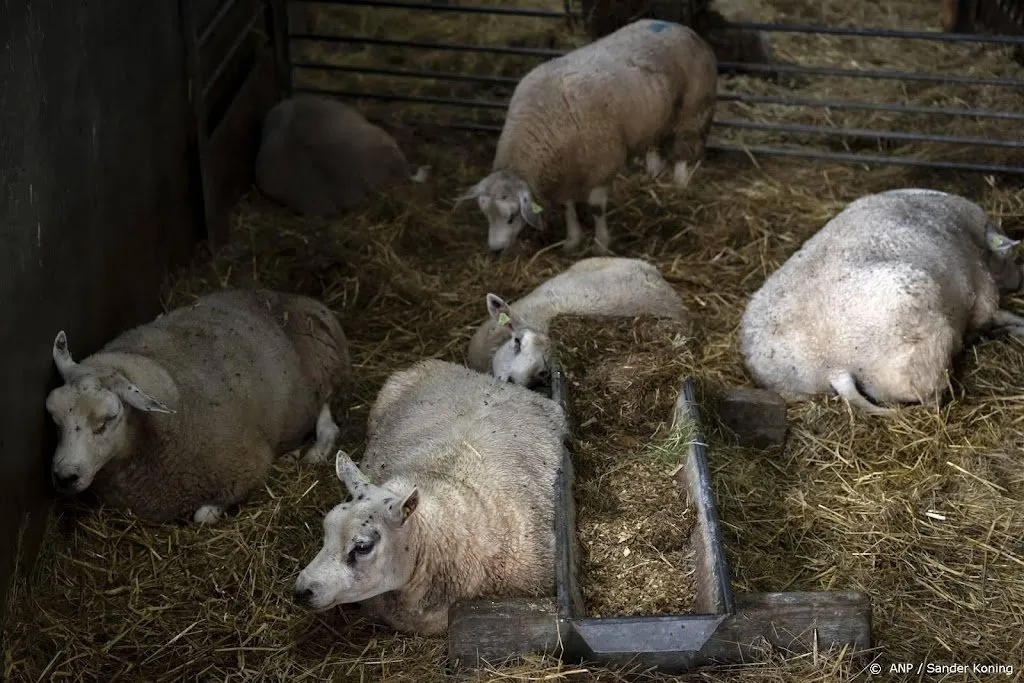 al meer dan duizend veebedrijven met blauwtong in nederland1696519454