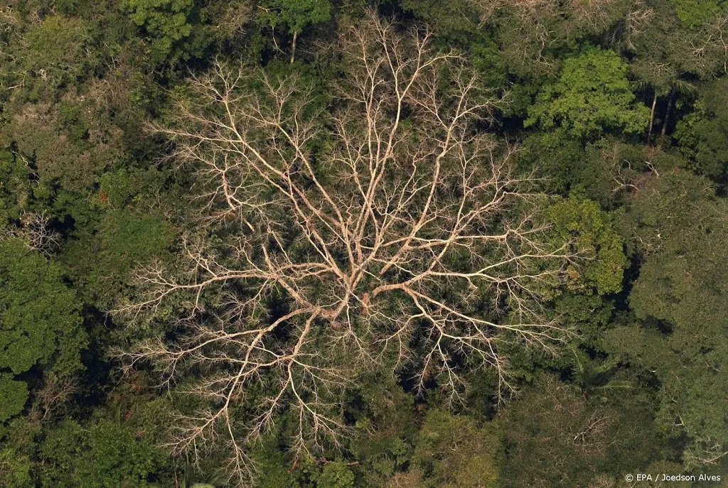 amazonewoud stoot al tien jaar meer co2 uit dan het opneemt1619796976