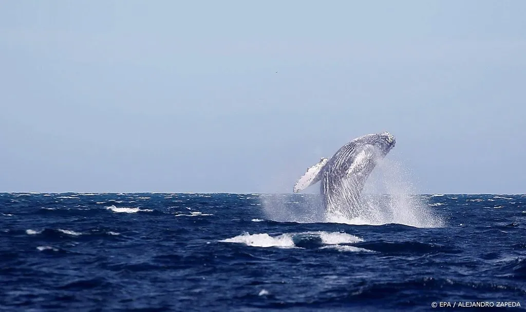 amerikaanse kreeftenvisser uitgespuugd door walvis1623464193