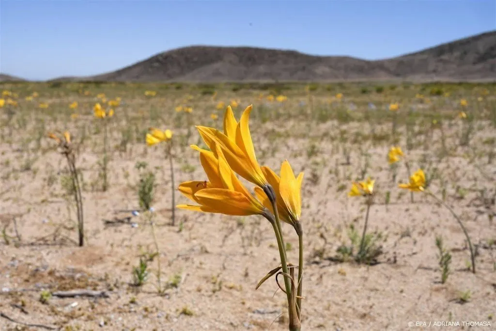 amerikaanse wetenschappers zien begin van el nino1686252553