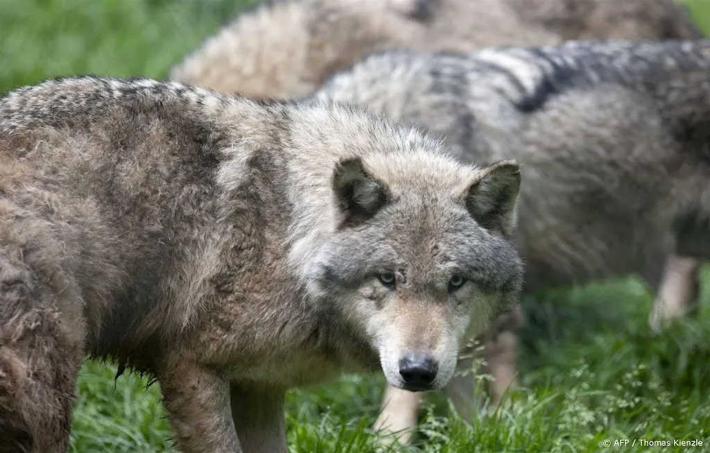 animal rights wil zenderen en verdoven utrechtse wolf tegenhouden1695027686