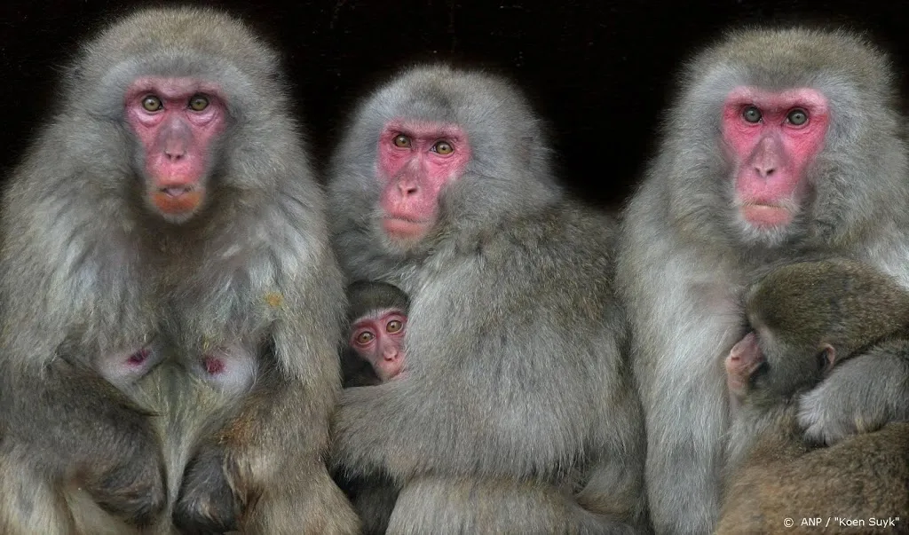 apen massaal ontsnapt uit japanse dierentuin1591866041