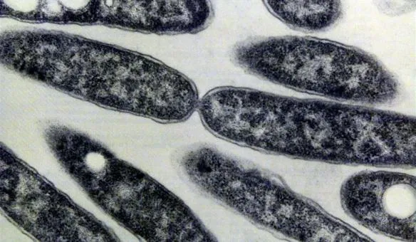 bacterie die pest veroorzaakte kan terugkeren1390905368 584x340