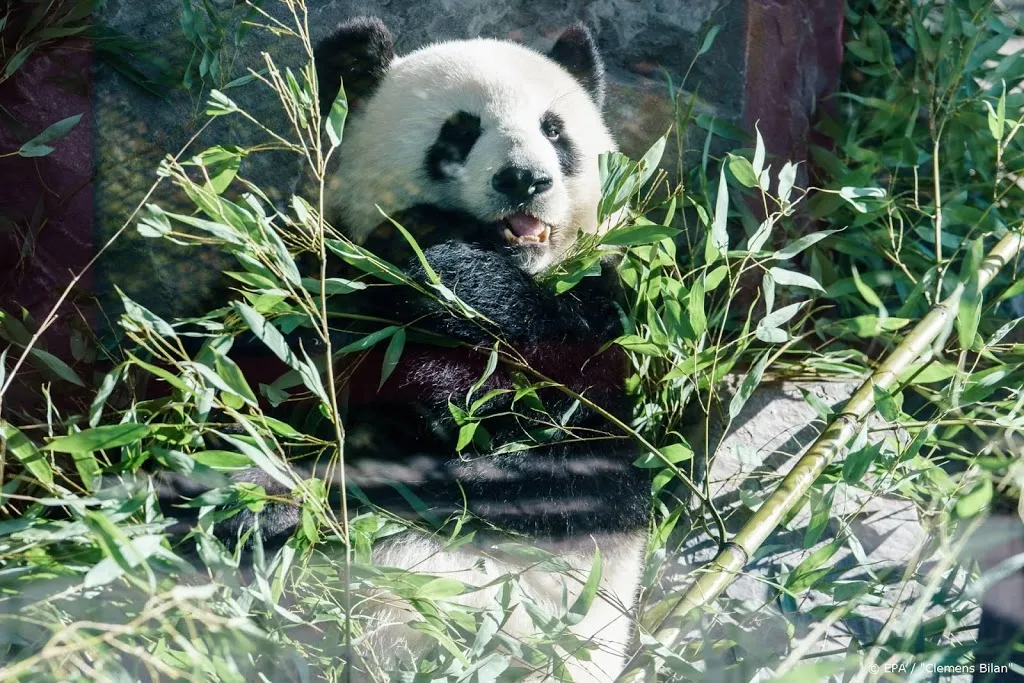 bamboetekort dwingt dierentuin pandas weg te sturen1589361844