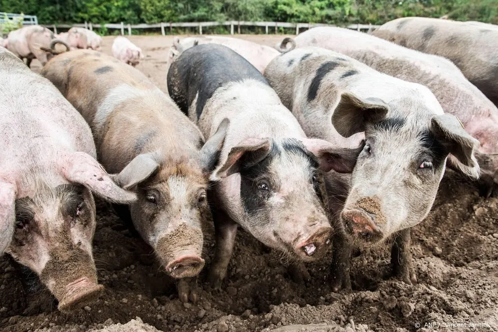 bijna 500 varkenshouders gestopt in een jaar tijd1597889542