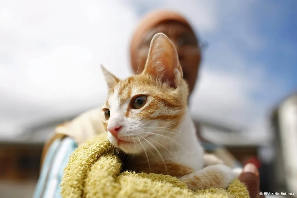 bijna vijftig katten gered uit geparkeerde auto in minnesota1655365222