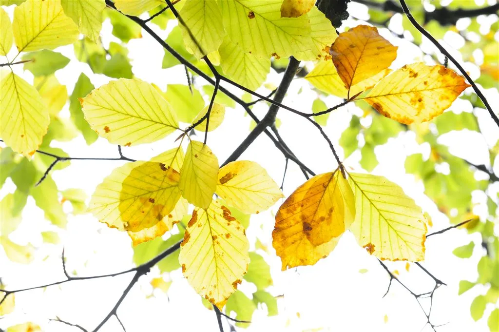 bomen al extreem vroeg in herfstkleuren1410076088