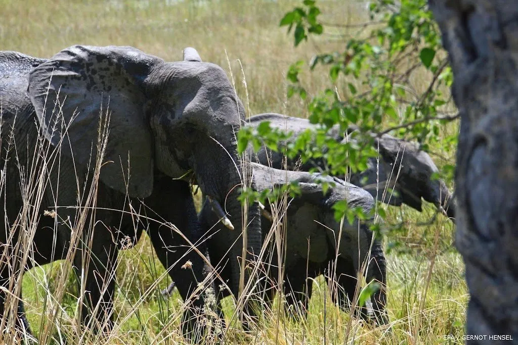 botswana veilt vergunningen om 83 olifanten af te schieten1639415126