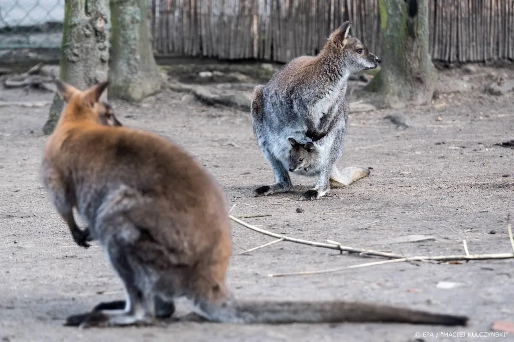 brand bedreigt toeristisch kangaroo island1578053771