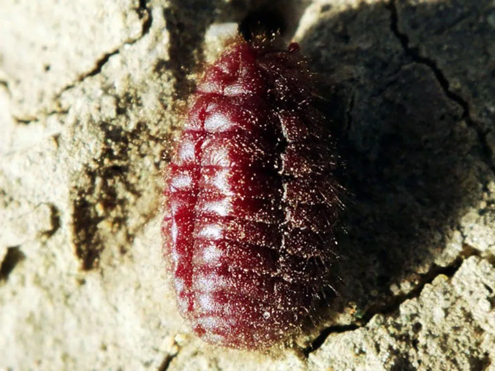 cochineal beetle 2
