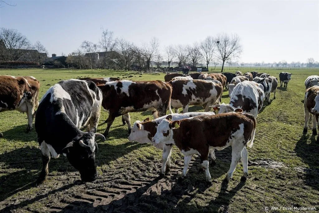 concept akkoord rekende op 25 tot 30 procent minder vee1687539895