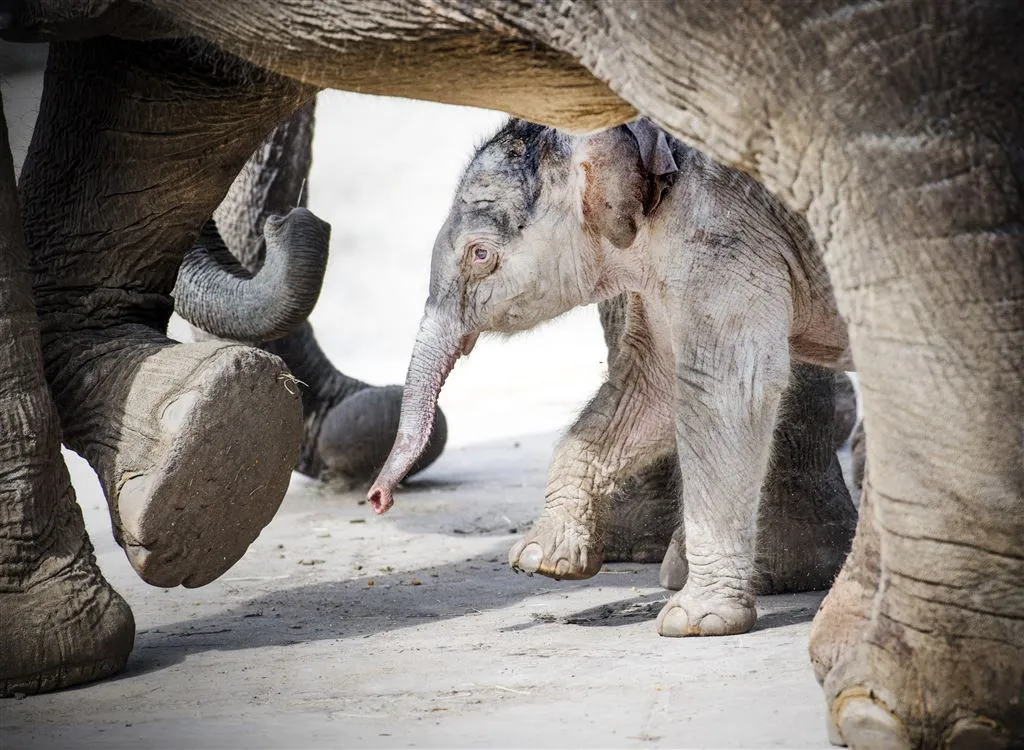 dierentuin hannover mishandelt olifantjes1491307203