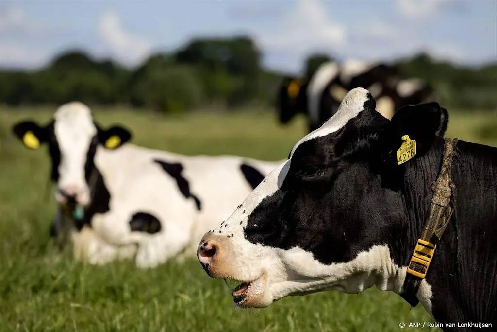 dit jaar geen koeien op eeuwenoude koeiemart om blauwtongvirus1696600644