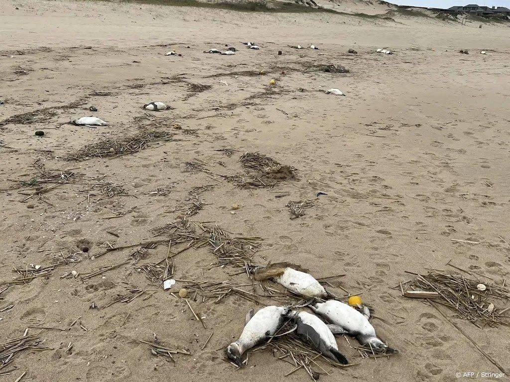 dode pinguins massaal aangespoeld in uruguay1690010967