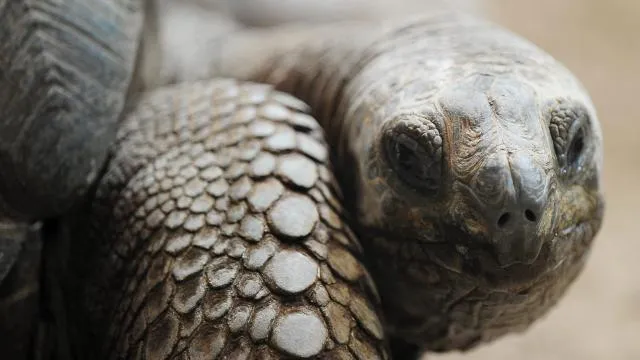 galapagos schildpadden van uitsterven gered