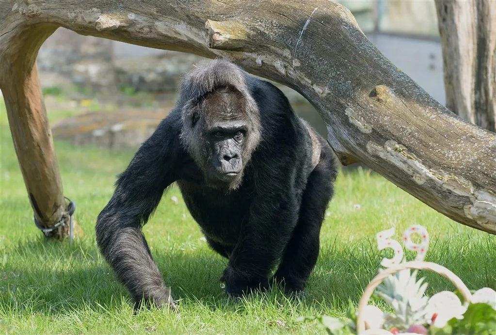 gorilla gooit peuter rond in dierentuin1464488250