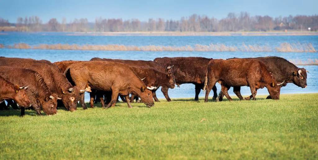 grazers oostvaardersplassen krijgen toch eten1519910653