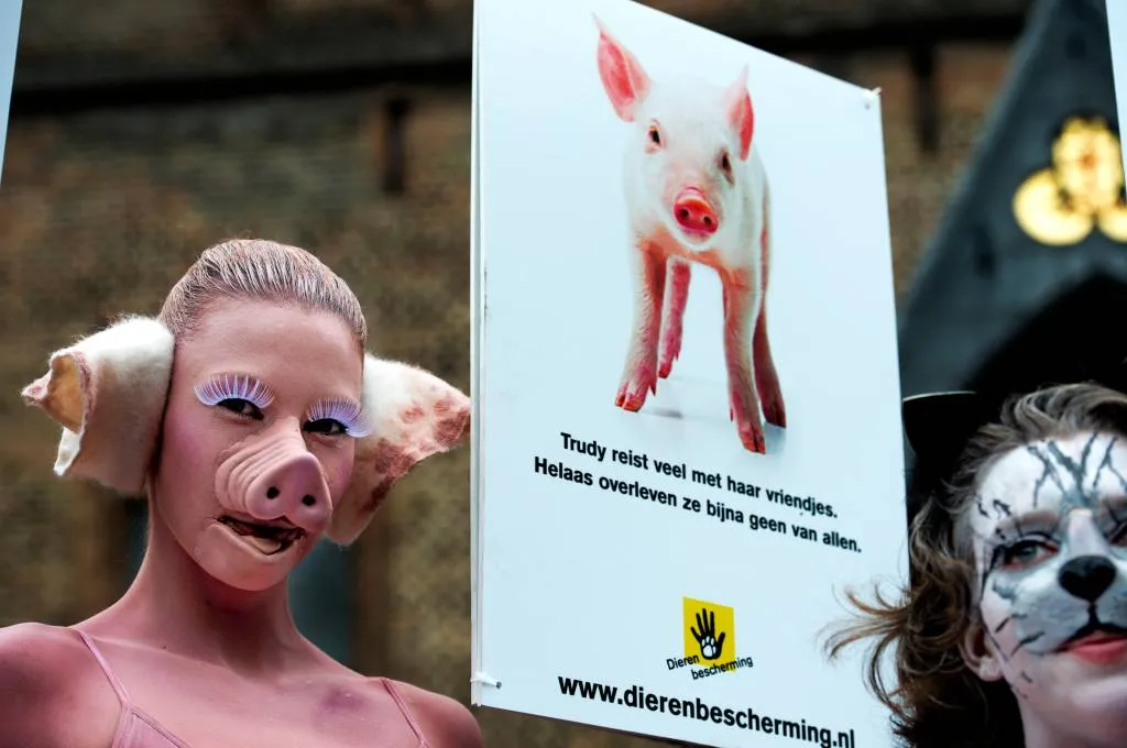 gruwelbeelden nederlandse varkensfokkerijen1544172735