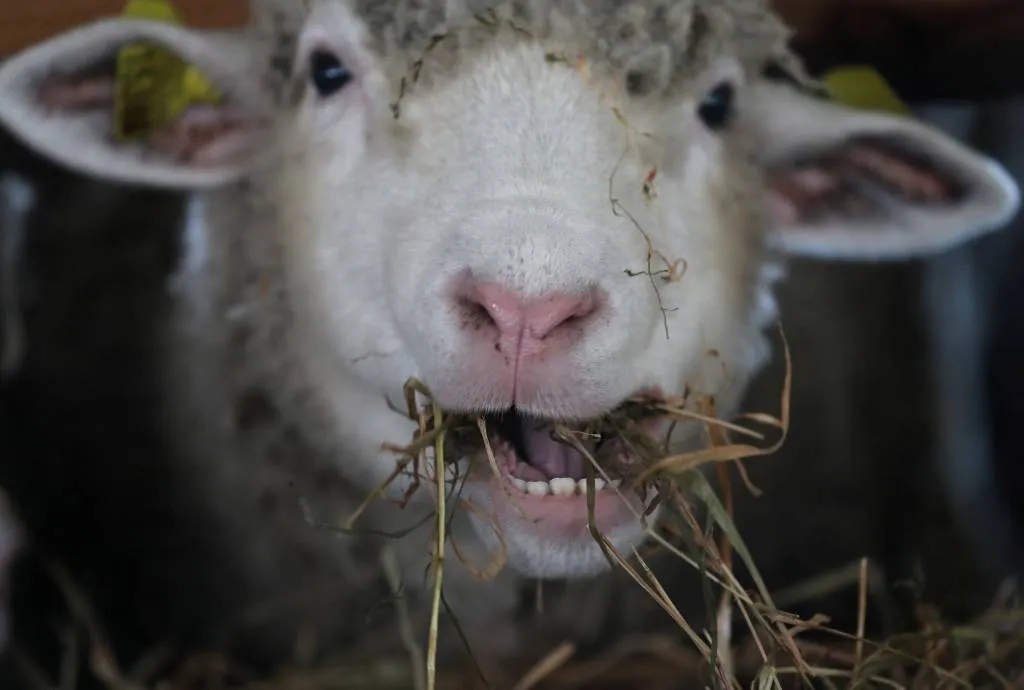 honderden schapen springen de dood in1528892413