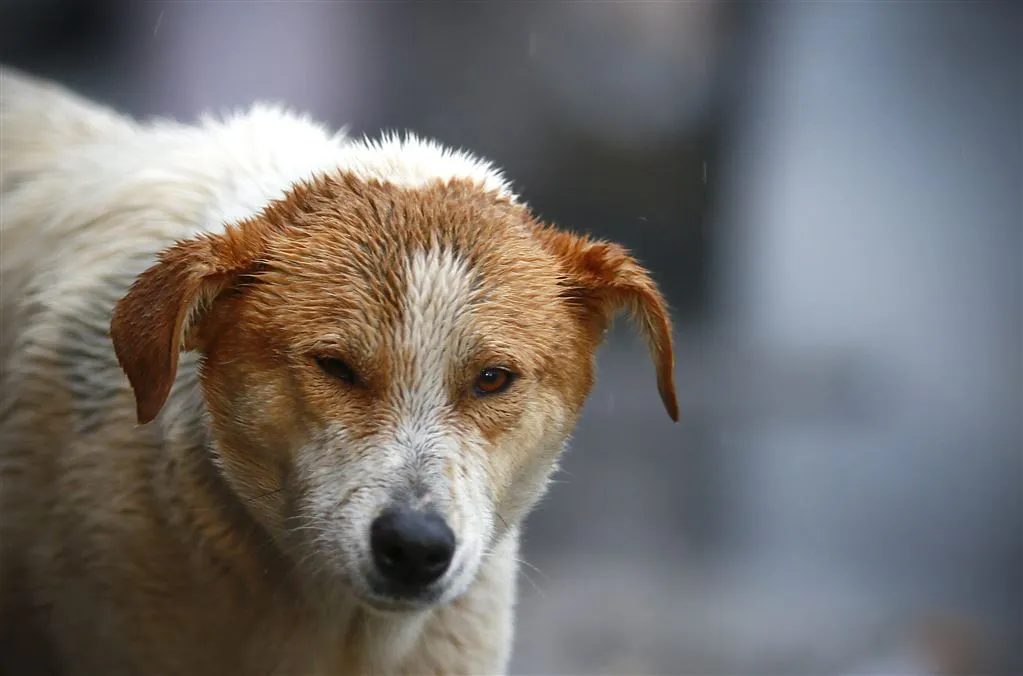 hongerige hond zet tanden in dode baas1435839616