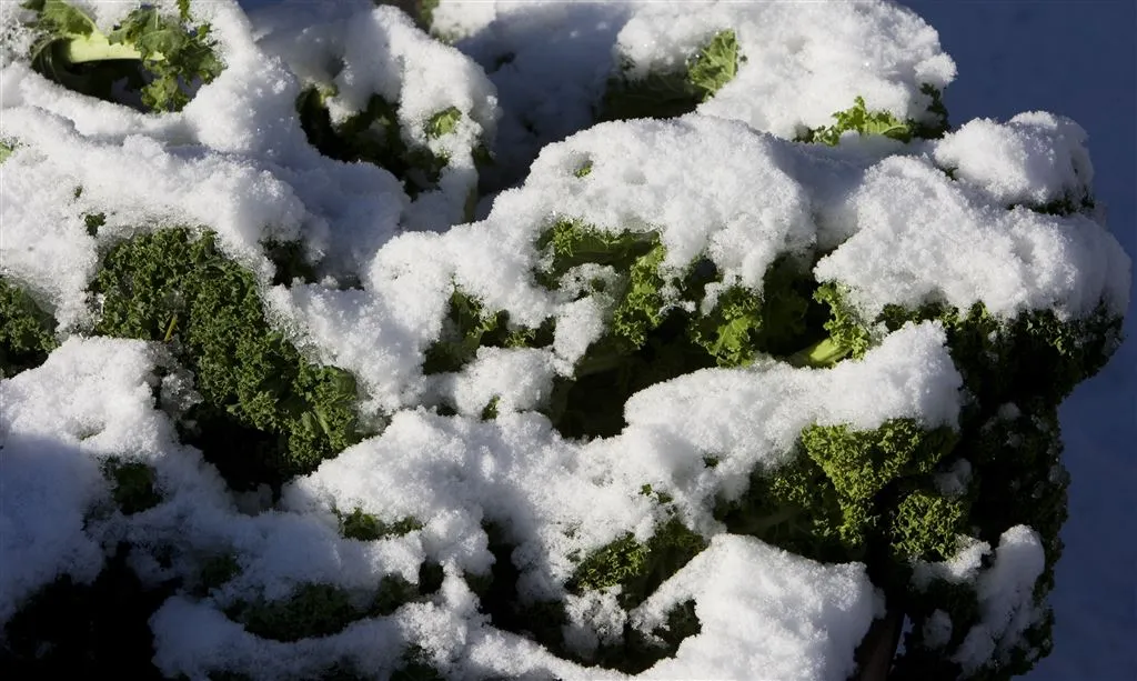 in arnhem ligt 12 centimeter sneeuw1484286531