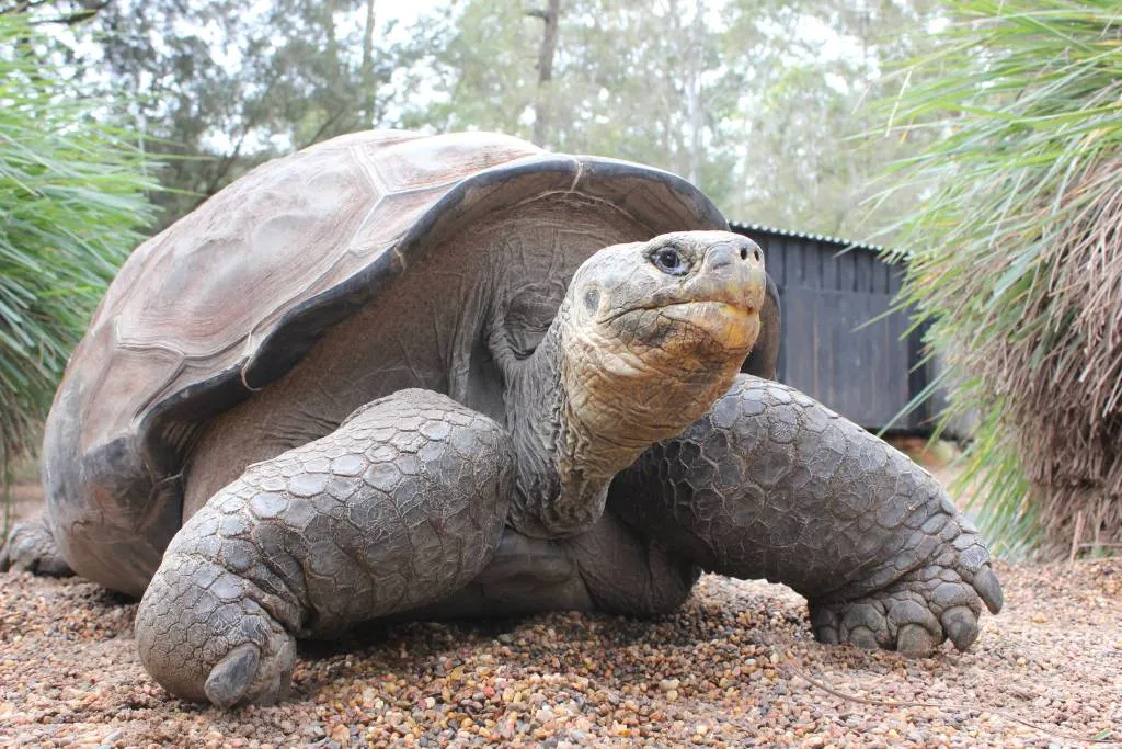 jonge reuzenschildpadden gestolen op galapagos1538793623