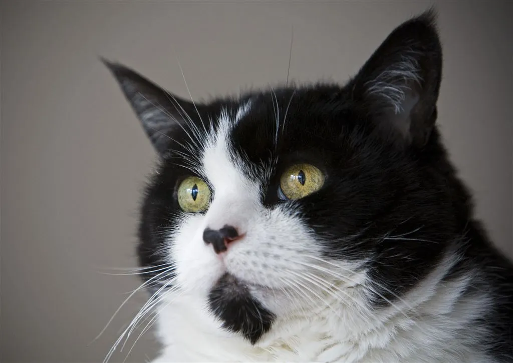 kat loopt duizend kilometer terug naar baasje1418492417