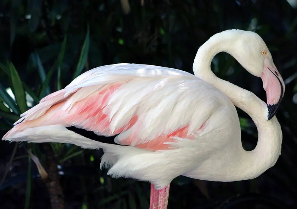 laatste flamingo van australie dood1523082738