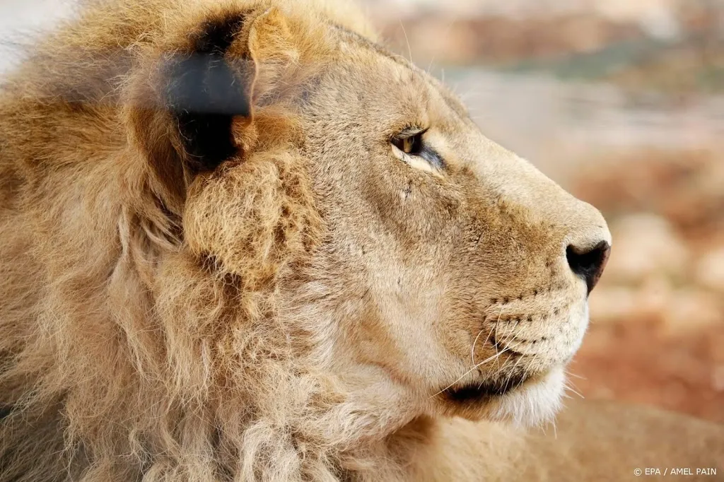 leeuw doodt stagiaire in dierentuin vs1546216588