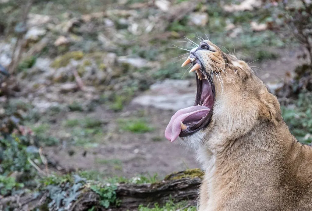 leeuw ontsnapt in vlaamse dierentuin1529571131