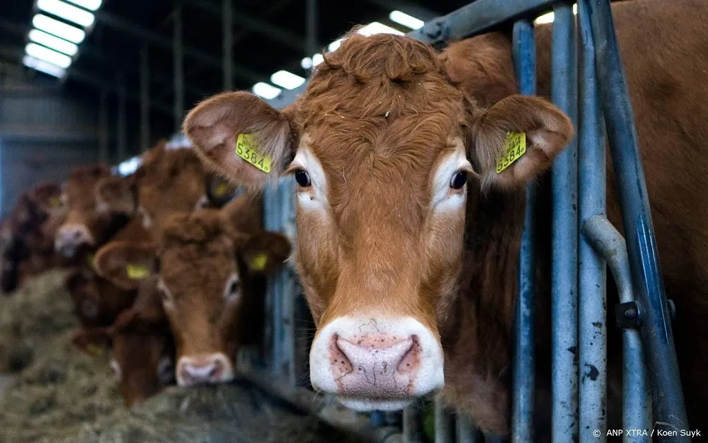 lichte krimp nederlandse rundveestapel1563231863