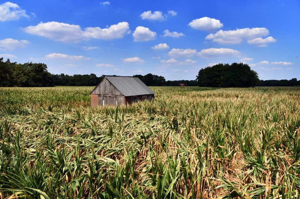 maisoogst fors lager door droge zomer1538174423